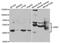 Growth Factor Receptor Bound Protein 7 antibody, PA5-76802, Invitrogen Antibodies, Western Blot image 