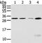 Siah E3 Ubiquitin Protein Ligase 1 antibody, TA350414, Origene, Western Blot image 