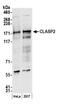 Cytoplasmic Linker Associated Protein 2 antibody, NBP1-21395, Novus Biologicals, Western Blot image 
