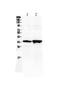 Homeobox protein SIX3 antibody, A02604, Boster Biological Technology, Western Blot image 