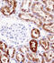 Clamp antibody, 58-038, ProSci, Immunohistochemistry frozen image 