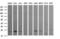RAB24, Member RAS Oncogene Family antibody, LS-C174475, Lifespan Biosciences, Western Blot image 