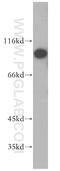 Zinc transporter ZIP6 antibody, 14236-1-AP, Proteintech Group, Western Blot image 