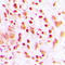 Histone Cluster 4 H4 antibody, LS-C356108, Lifespan Biosciences, Immunohistochemistry paraffin image 