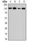 Ubiquitin Specific Peptidase 7 antibody, orb340837, Biorbyt, Western Blot image 