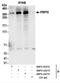 Pre-MRNA Processing Factor 8 antibody, NBP2-22273, Novus Biologicals, Immunoprecipitation image 