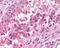 GPR50 antibody, NLS751, Novus Biologicals, Immunohistochemistry frozen image 
