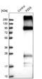 Frizzled-6 antibody, NBP1-89702, Novus Biologicals, Western Blot image 