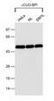 CUGBP Elav-Like Family Member 1 antibody, TA301501, Origene, Western Blot image 