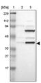 Pre-mRNA-splicing factor ISY1 homolog antibody, PA5-52279, Invitrogen Antibodies, Western Blot image 