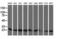 COMM domain-containing protein 1 antibody, M02272-1, Boster Biological Technology, Western Blot image 