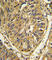 Fibroblast growth factor receptor 2 antibody, abx033561, Abbexa, Western Blot image 