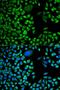 Nucleolysin TIA-1 antibody, orb247318, Biorbyt, Immunofluorescence image 