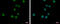 VPS37C Subunit Of ESCRT-I antibody, GTX108053, GeneTex, Immunofluorescence image 