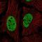 Nicolin 1 antibody, NBP2-58328, Novus Biologicals, Immunofluorescence image 