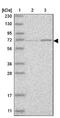 Protein SERAC1 antibody, NBP1-82217, Novus Biologicals, Western Blot image 