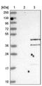Retroviral-like aspartic protease 1 antibody, PA5-57071, Invitrogen Antibodies, Western Blot image 