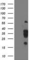 Leukocyte Receptor Cluster Member 1 antibody, NBP2-00915, Novus Biologicals, Western Blot image 