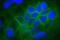 Claudin 1 antibody, 374988, Invitrogen Antibodies, Immunofluorescence image 