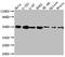 Dopamine Receptor D3 antibody, CSB-RA929304A0HU, Cusabio, Western Blot image 