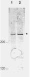 Anaphase Promoting Complex Subunit 1 antibody, NB600-895, Novus Biologicals, Western Blot image 