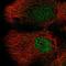 Delta Like Non-Canonical Notch Ligand 2 antibody, HPA068672, Atlas Antibodies, Immunofluorescence image 