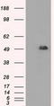 CD4 antibody, TA500481, Origene, Western Blot image 