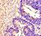 Protein Tyrosine Phosphatase Receptor Type S antibody, orb44917, Biorbyt, Immunohistochemistry paraffin image 