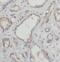 Eukaryotic Translation Initiation Factor 2A antibody, FNab02689, FineTest, Immunohistochemistry frozen image 