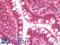 Ras Homolog Family Member J antibody, LS-B9995, Lifespan Biosciences, Immunohistochemistry frozen image 