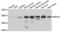 HNF-4-alpha antibody, LS-C331883, Lifespan Biosciences, Western Blot image 
