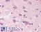 SPARC Related Modular Calcium Binding 2 antibody, LS-B1839, Lifespan Biosciences, Immunohistochemistry paraffin image 