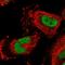Cerebellin 3 Precursor antibody, HPA041266, Atlas Antibodies, Immunofluorescence image 