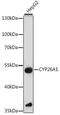 Cytochrome P450 Family 26 Subfamily A Member 1 antibody, 16-513, ProSci, Western Blot image 