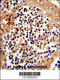 SERPINB7 antibody, 63-540, ProSci, Immunohistochemistry paraffin image 