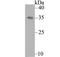 Gametocyte-specific factor 1 antibody, NBP2-76934, Novus Biologicals, Western Blot image 