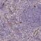 Kazrin antibody, PA5-56925, Invitrogen Antibodies, Immunohistochemistry frozen image 