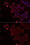 Methionine Sulfoxide Reductase A antibody, GTX55713, GeneTex, Immunofluorescence image 
