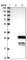 DPY30 Domain Containing 1 antibody, HPA037791, Atlas Antibodies, Western Blot image 