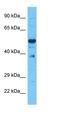 LOC100047915 antibody, orb325248, Biorbyt, Western Blot image 