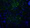 Hepatitis A Virus Cellular Receptor 2 antibody, RF16106, ProSci Inc, Immunofluorescence image 