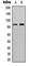 Ribosomal Protein S6 Kinase A6 antibody, abx121721, Abbexa, Western Blot image 