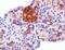 GSF antibody, NBP2-22150, Novus Biologicals, Immunohistochemistry paraffin image 