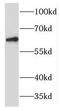 MANSC Domain Containing 1 antibody, FNab04969, FineTest, Western Blot image 