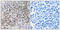 Mitochondrial Ribosomal Protein L40 antibody, LS-C119632, Lifespan Biosciences, Immunohistochemistry frozen image 