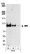 RNA polymerase-associated protein RTF1 homolog antibody, A300-179A, Bethyl Labs, Western Blot image 