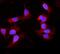 Cytochrome P450 Family 2 Subfamily B Member 6 antibody, A00861-2, Boster Biological Technology, Immunofluorescence image 