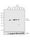 Yap antibody, MA5-17200, Invitrogen Antibodies, Western Blot image 