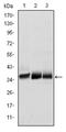 Musashi RNA Binding Protein 2 antibody, AM06591SU-N, Origene, Western Blot image 