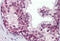 ETS-related transcription factor Elf-4 antibody, MBS242632, MyBioSource, Immunohistochemistry frozen image 